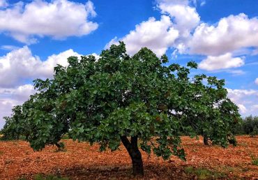 ANTEPFISTIĞI AĞACININ TOPRAK VE iKLiM iSTEĞi